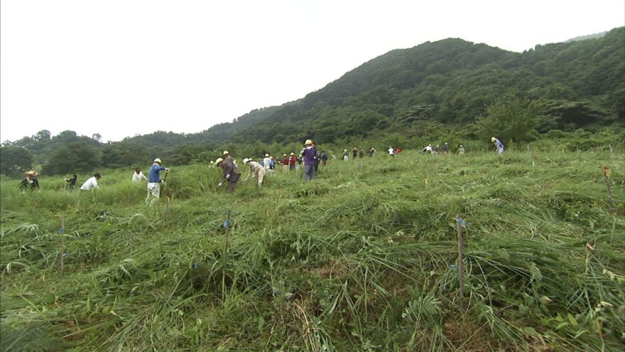 8月24日（水）放送　海と森をつなぐ植樹のつどい　新見市　大佐山