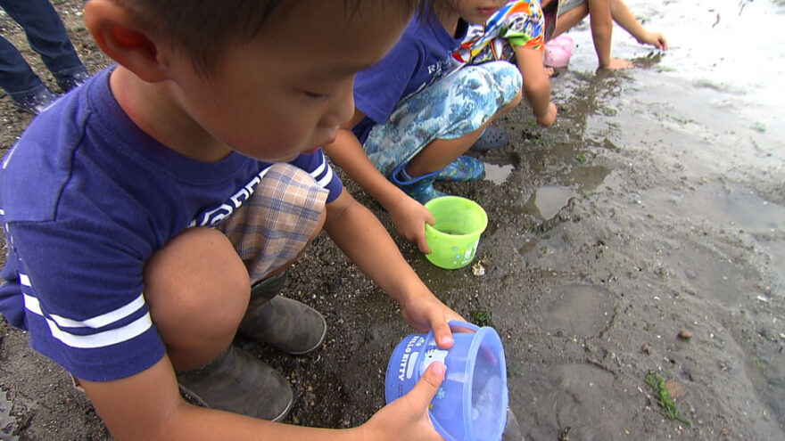 ８／２０放送番組「カブトガニの幼生放流」のお知らせ