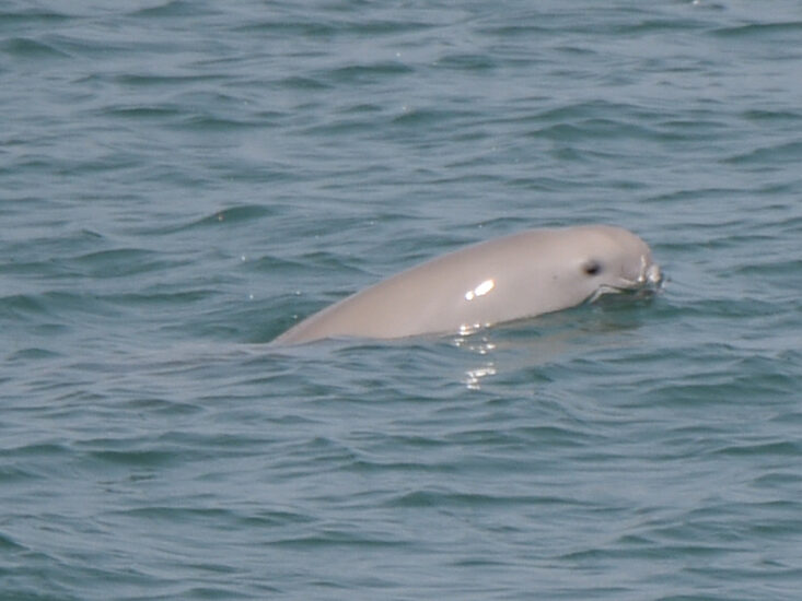 牛窓・前島に暮らすスナメリを見守ろう！