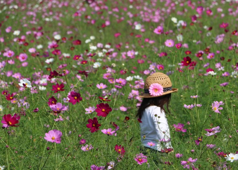 コスモスの花畑が見頃の笠岡ベイファームへ