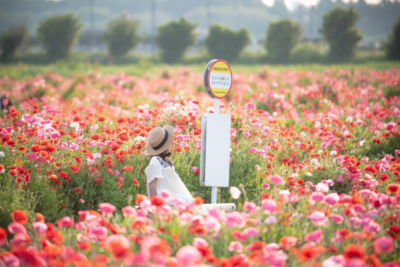 季節を楽しむ笠岡の花めぐりスポット