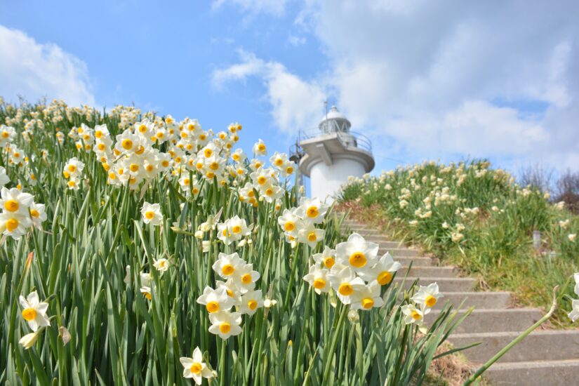 瀬戸内沿岸の春を彩る花＆絶景スポット