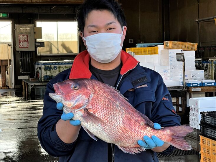 岡山の白桃で育ったマダイ「桃鯛」誕生