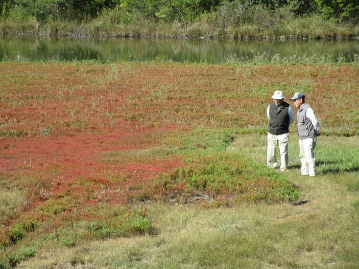 寄島の自生地に広がる赤いじゅうたん。アッケシソウを見に行こう！