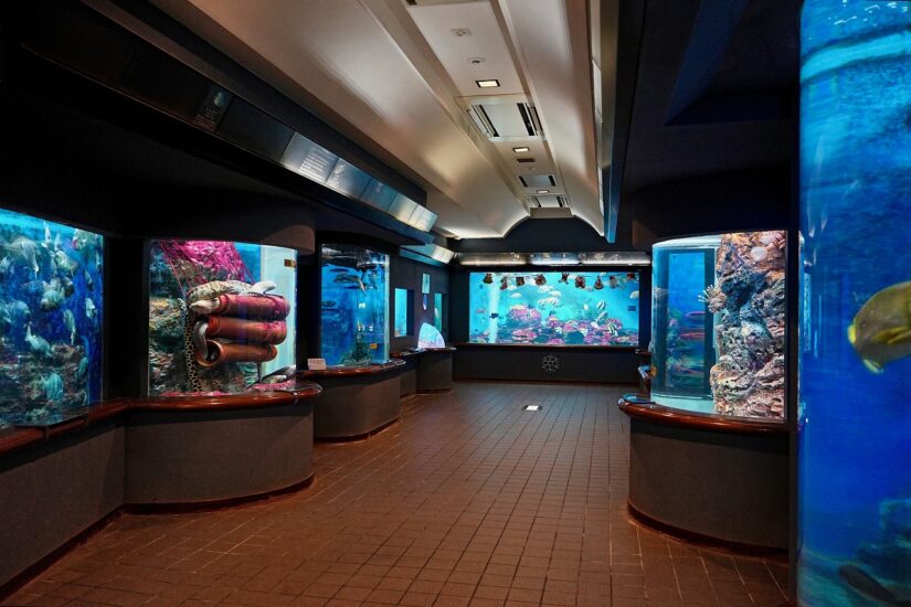 岡山県唯一の水族館『渋川マリン水族館』へ行こう！