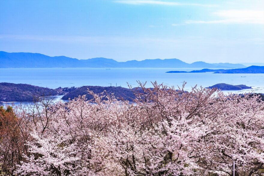 瀬戸内海を望む、お花見スポット3選