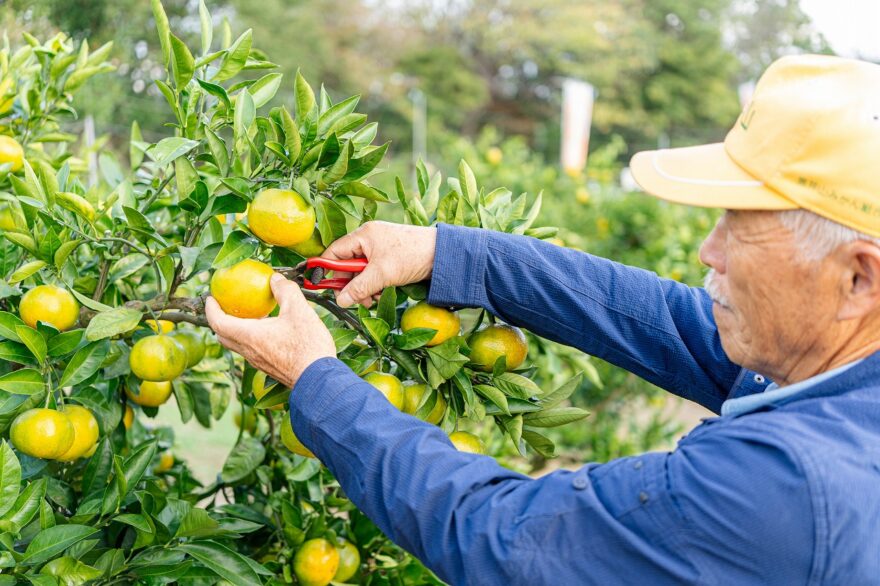時間無制限&持ち帰りOK！　黒井山グリーンパークのみかん狩り体験
